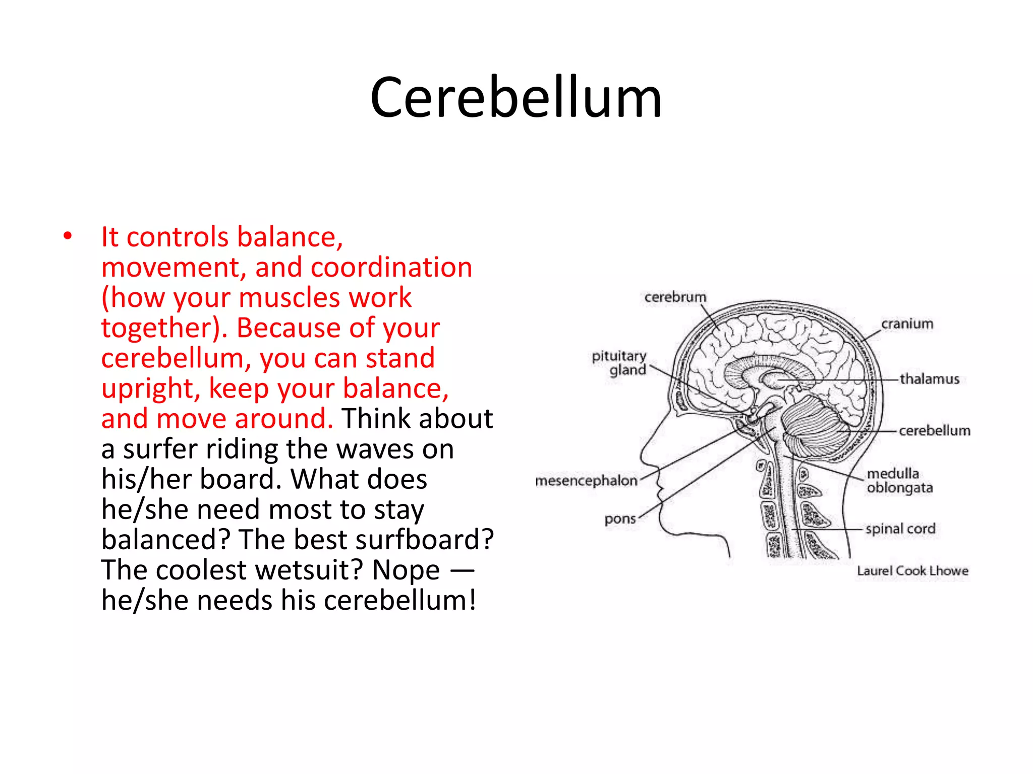 Cerebellum

• It controls balance,
  movement, and coordination
  (how your muscles work
  together). Because of your
  cerebellum, you can stand
  upright, keep your balance,
  and move around. Think about
  a surfer riding the waves on
  his/her board. What does
  he/she need most to stay
  balanced? The best surfboard?
  The coolest wetsuit? Nope —
  he/she needs his cerebellum!
 