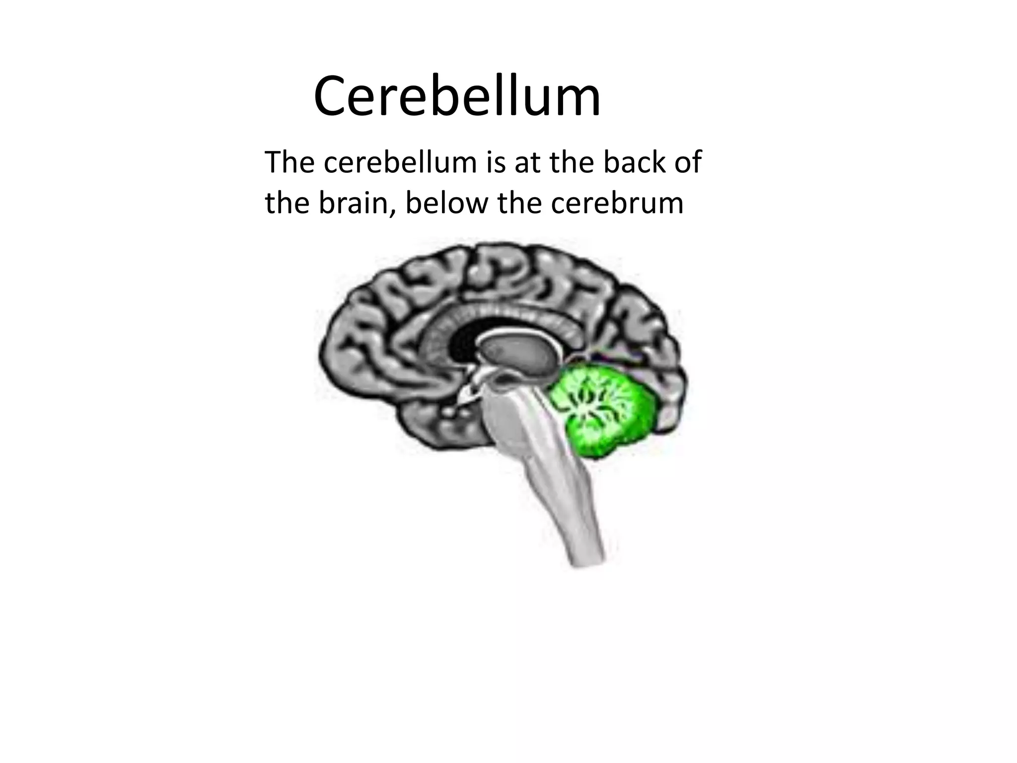 Cerebellum
The cerebellum is at the back of
the brain, below the cerebrum
 