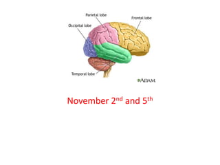 The Brain
November 2nd and 5th
 