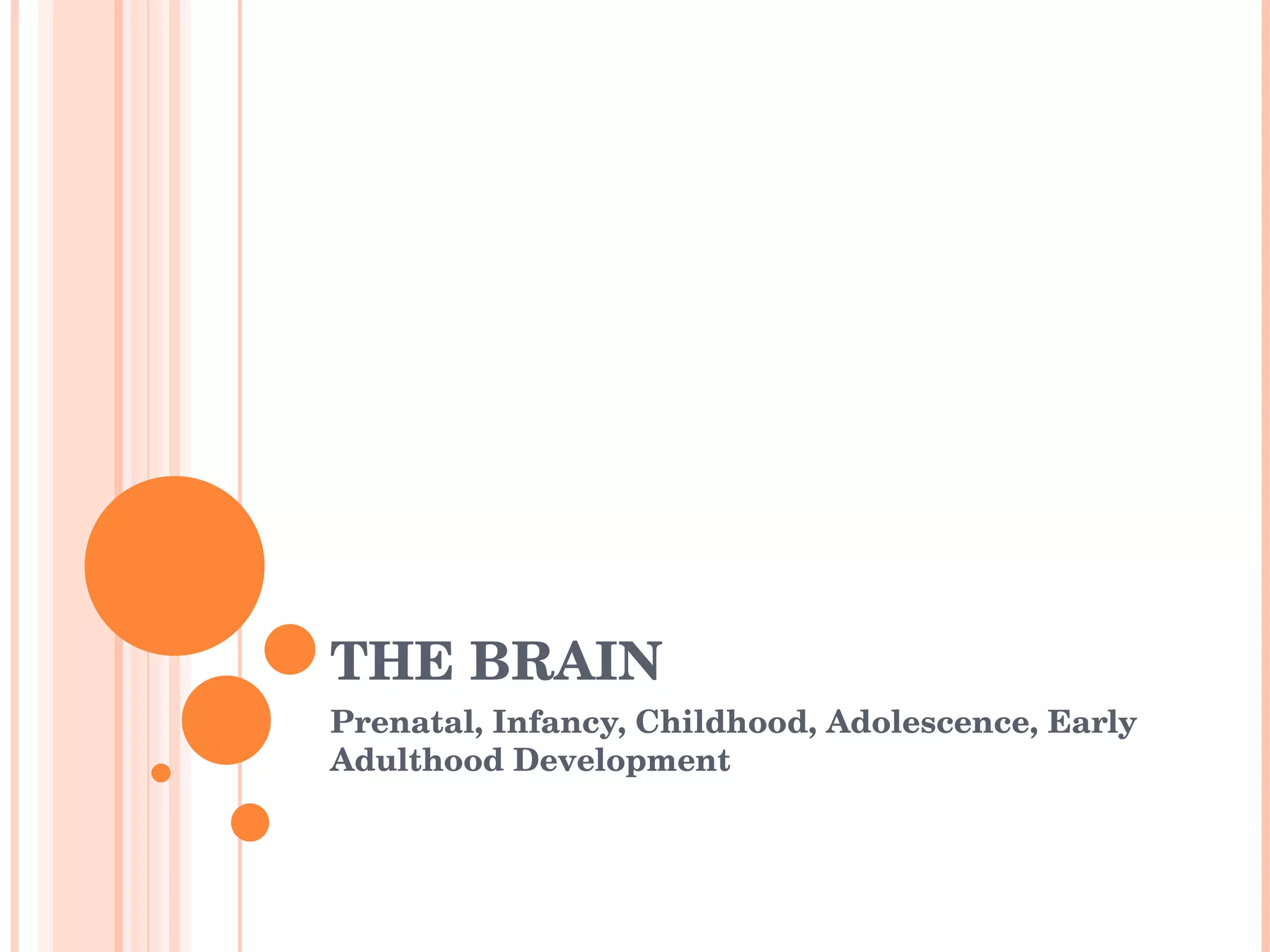 THE BRAIN Prenatal, Infancy, Childhood, Adolescence, Early Adulthood Development 