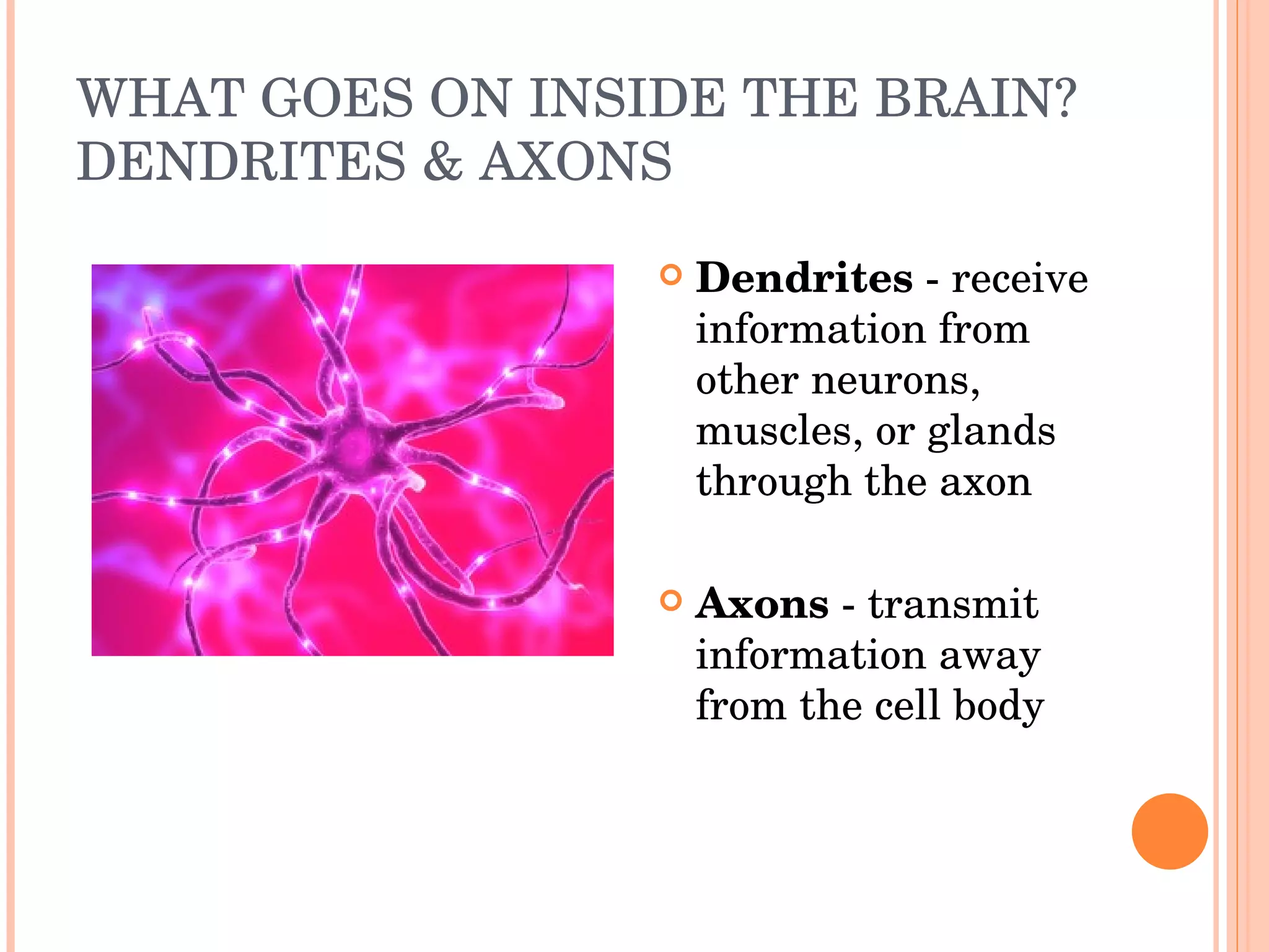 WHAT GOES ON INSIDE THE BRAIN? DENDRITES & AXONS Dendrites  - receive information from other neurons, muscles, or glands through the axon Axons  - transmit information away from the cell body  