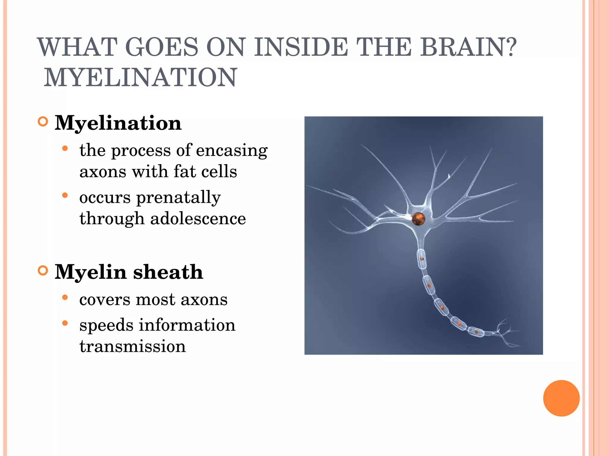 WHAT GOES ON INSIDE THE BRAIN?  MYELINATION Myelination the process of encasing axons with fat cells  occurs prenatally through adolescence Myelin sheath covers most axons speeds information transmission 