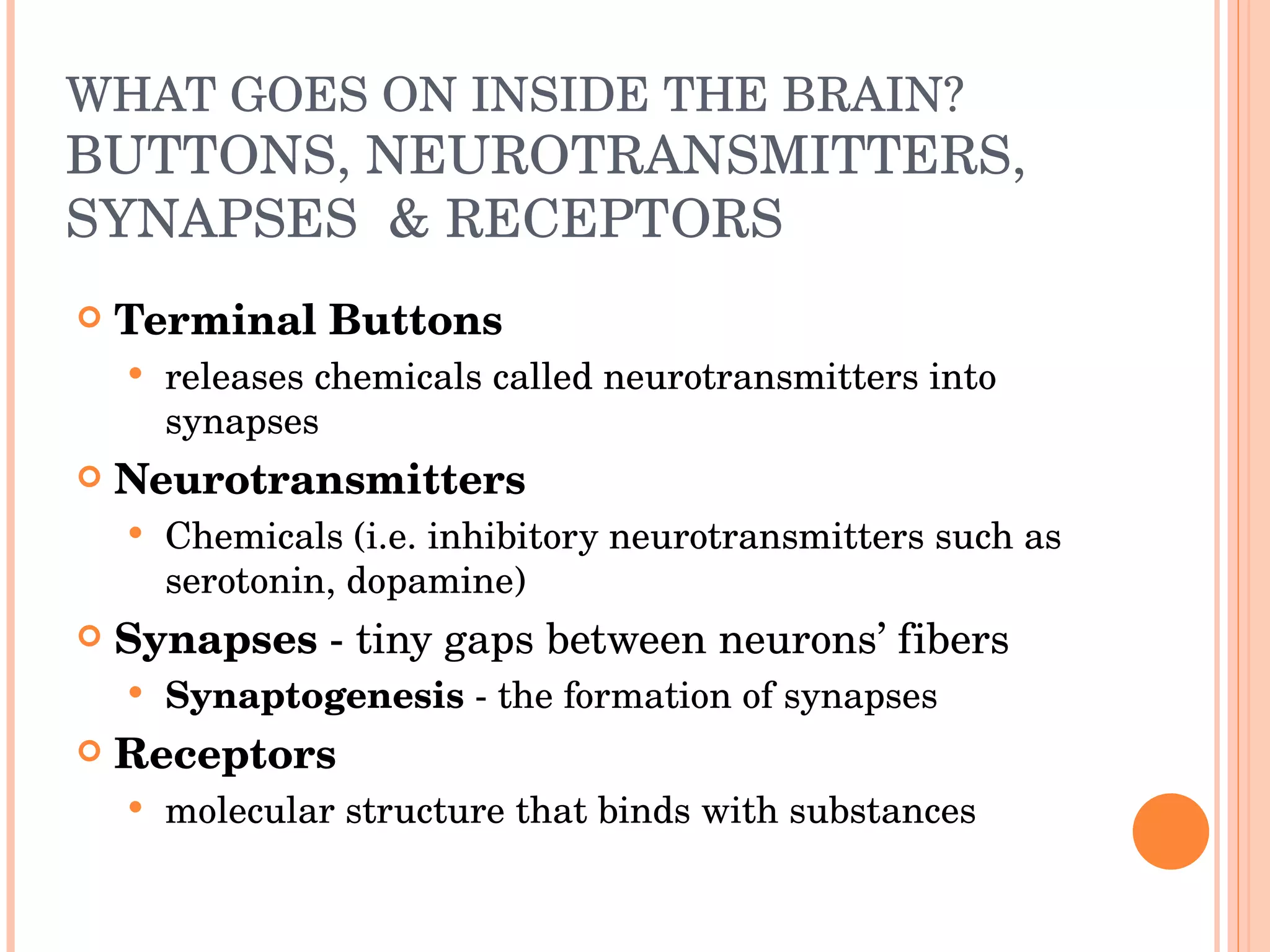 WHAT GOES ON INSIDE THE BRAIN? BUTTONS, NEUROTRANSMITTERS, SYNAPSES  & RECEPTORS Terminal Buttons releases chemicals called neurotransmitters into synapses Neurotransmitters Chemicals (i.e. inhibitory neurotransmitters such as serotonin, dopamine) Synapses  - tiny gaps between neurons’ fibers  Synaptogenesis  - the formation of synapses Receptors molecular structure that binds with substances  