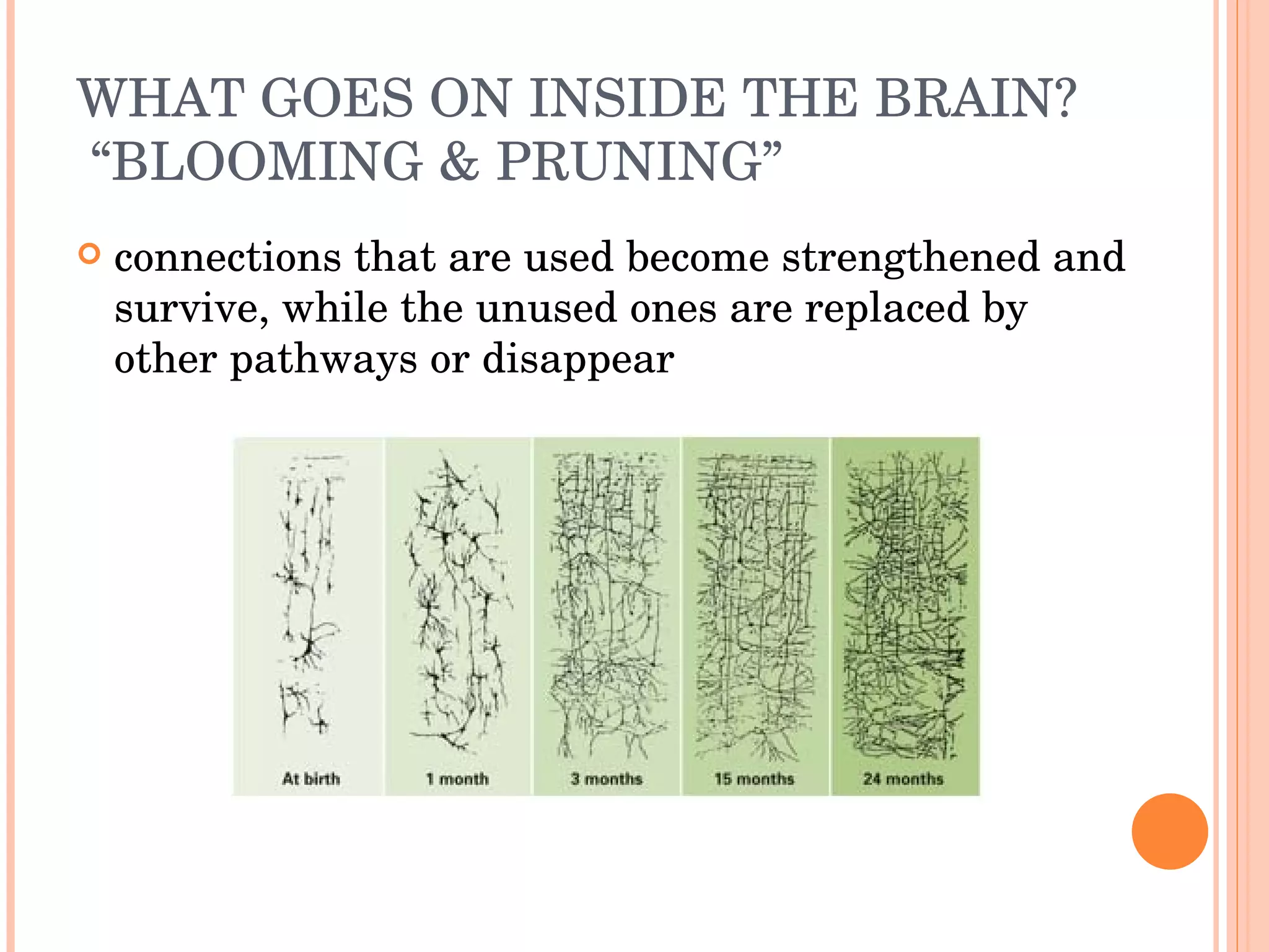 WHAT GOES ON INSIDE THE BRAIN?  “BLOOMING & PRUNING” connections that are used become strengthened and survive, while the unused ones are replaced by other pathways or disappear 