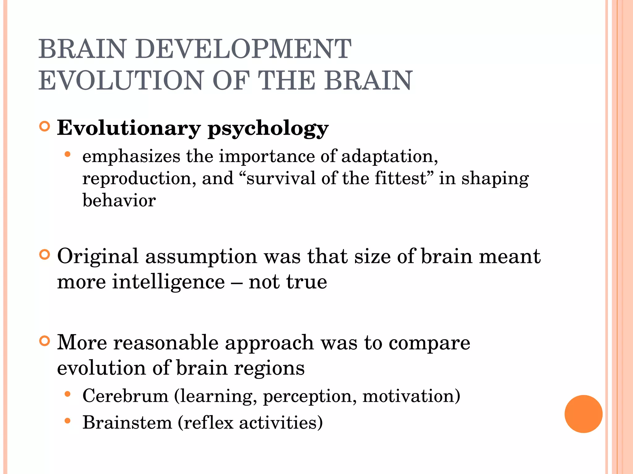 BRAIN DEVELOPMENT  EVOLUTION OF THE BRAIN Evolutionary psychology emphasizes the importance of adaptation, reproduction, and “survival of the fittest” in shaping behavior Original assumption was that size of brain meant more intelligence – not true More reasonable approach was to compare evolution of brain regions Cerebrum (learning, perception, motivation) Brainstem (reflex activities) 