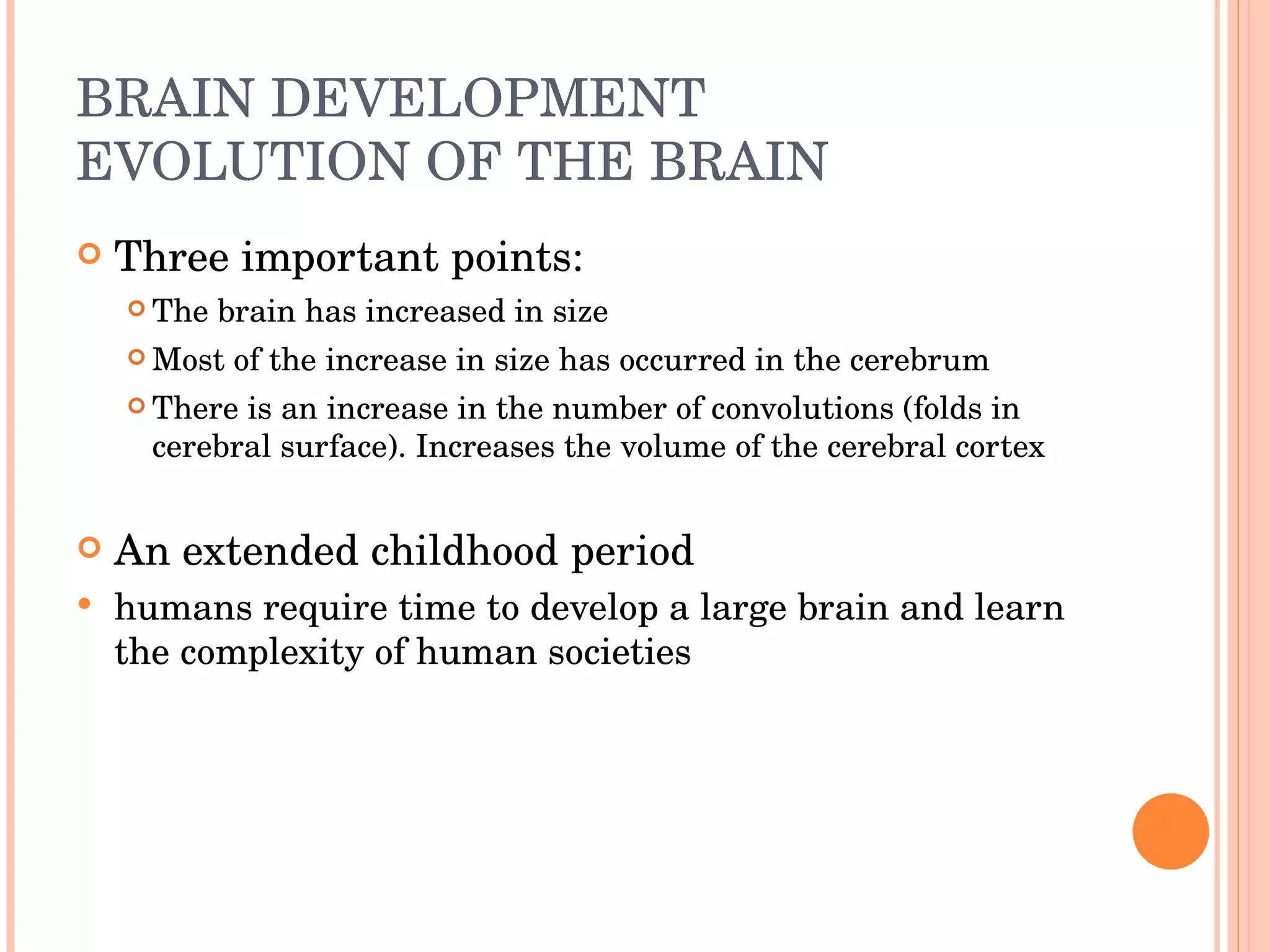 BRAIN DEVELOPMENT  EVOLUTION OF THE BRAIN Three important points: The brain has increased in size Most of the increase in size has occurred in the cerebrum There is an increase in the number of convolutions (folds in cerebral surface). Increases the volume of the cerebral cortex An extended childhood period humans require time to develop a large brain and learn the complexity of human societies 