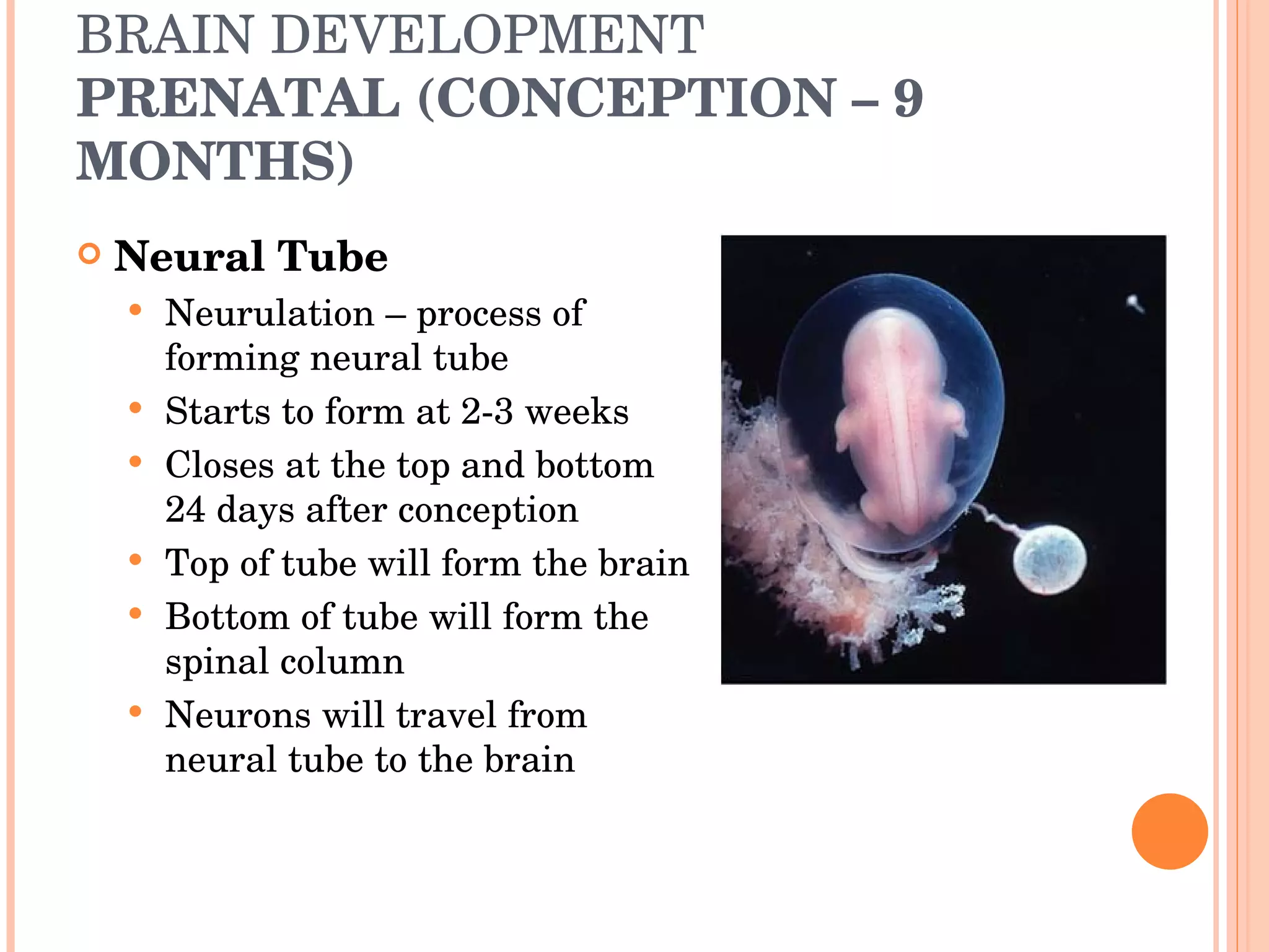 BRAIN DEVELOPMENT PRENATAL (CONCEPTION – 9 MONTHS) Neural Tube Neurulation – process of forming neural tube Starts to form at 2-3 weeks Closes at the top and bottom 24 days after conception Top of tube will form the brain Bottom of tube will form the spinal column Neurons will travel from neural tube to the brain 
