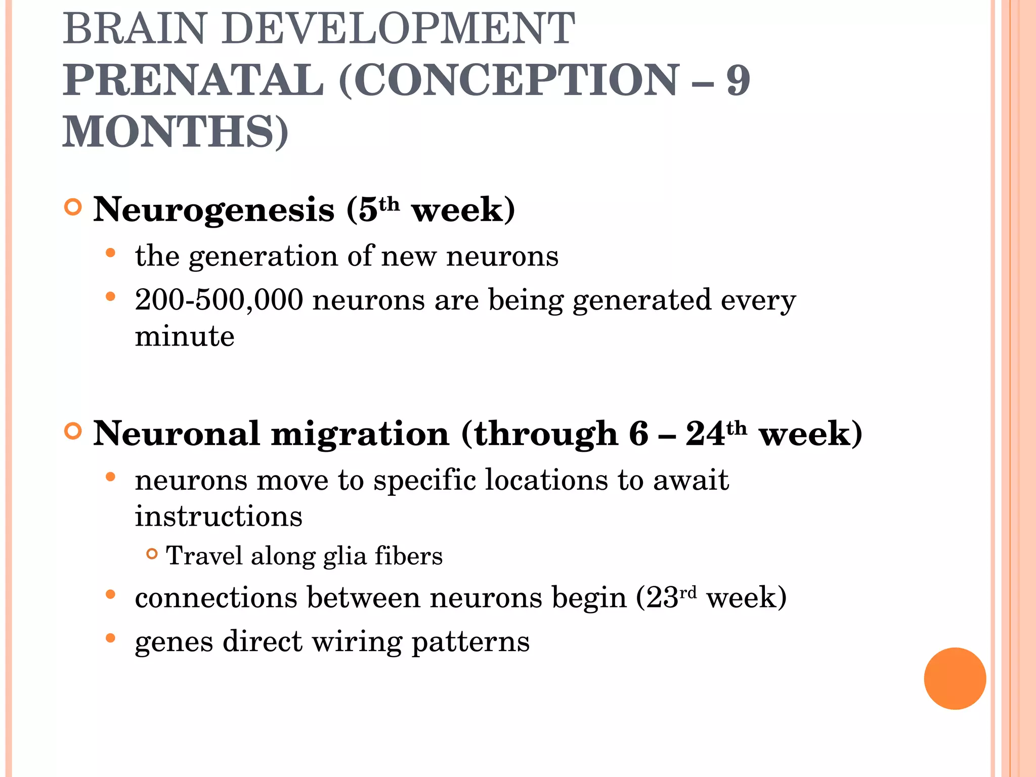 BRAIN DEVELOPMENT PRENATAL (CONCEPTION – 9 MONTHS) Neurogenesis (5 th  week) the generation of new neurons 200-500,000 neurons are being generated every minute Neuronal migration (through 6 – 24 th  week) neurons move to specific locations to await instructions Travel along glia fibers connections between neurons begin (23 rd  week)  genes direct wiring patterns 
