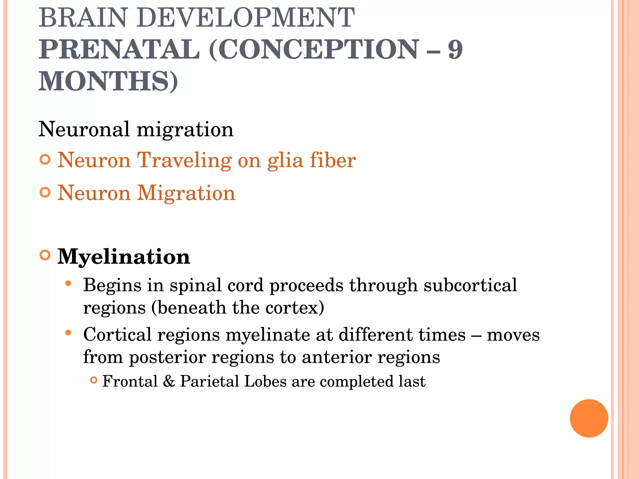 BRAIN DEVELOPMENT PRENATAL (CONCEPTION – 9 MONTHS) Neuronal migration Neuron Traveling on glia fiber Neuron Migration Myelination Begins in spinal cord proceeds through subcortical regions (beneath the cortex) Cortical regions myelinate at different times – moves from posterior regions to anterior regions Frontal & Parietal Lobes are completed last 