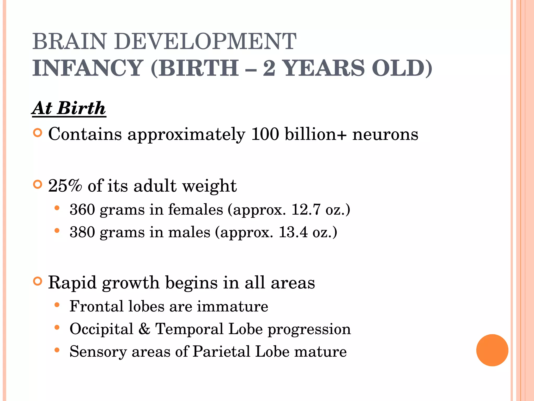 BRAIN DEVELOPMENT INFANCY (BIRTH – 2 YEARS OLD) At Birth   Contains approximately 100 billion+ neurons 25% of its adult weight 360 grams in females (approx. 12.7 oz.) 380 grams in males (approx. 13.4 oz.) Rapid growth begins in all areas Frontal lobes are immature Occipital & Temporal Lobe progression Sensory areas of Parietal Lobe mature 