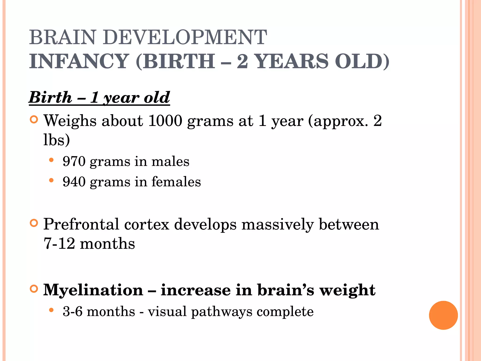 BRAIN DEVELOPMENT INFANCY (BIRTH – 2 YEARS OLD) Birth – 1 year old Weighs about 1000 grams at 1 year (approx. 2 lbs) 970 grams in males 940 grams in females Prefrontal cortex develops massively between 7-12 months Myelination – increase in brain’s weight 3-6 months - visual pathways complete 