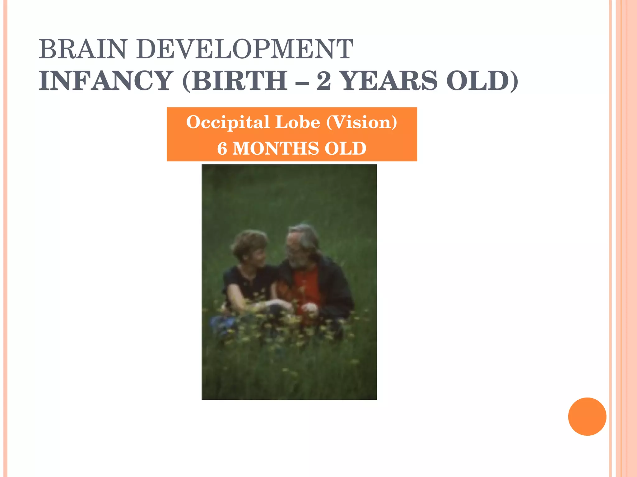 BRAIN DEVELOPMENT INFANCY (BIRTH – 2 YEARS OLD) Occipital Lobe (Vision) 6 MONTHS OLD 