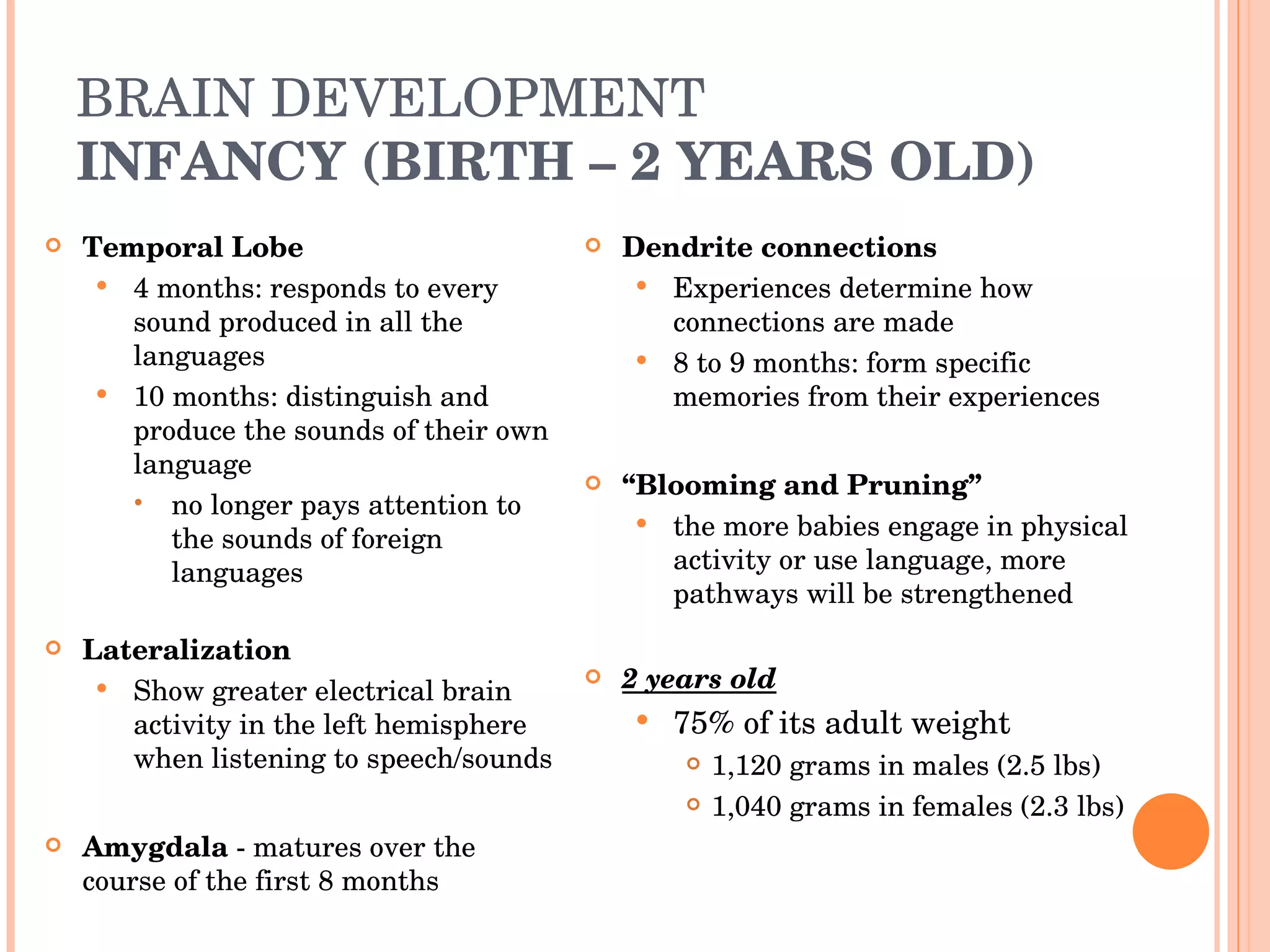 BRAIN DEVELOPMENT INFANCY (BIRTH – 2 YEARS OLD) Temporal Lobe  4 months: responds to every sound produced in all the languages 10 months: distinguish and produce the sounds of their own language no longer pays attention to the sounds of foreign languages  Lateralization Show greater electrical brain activity in the left hemisphere when listening to speech/sounds Amygdala  - matures over the course of the first 8 months Dendrite connections  Experiences determine how connections are made 8 to 9 months: form specific memories from their experiences “ Blooming and Pruning”  the more babies engage in physical activity or use language, more pathways will be strengthened 2 years old   75% of its adult weight 1,120 grams in males (2.5 lbs) 1,040 grams in females (2.3 lbs) 