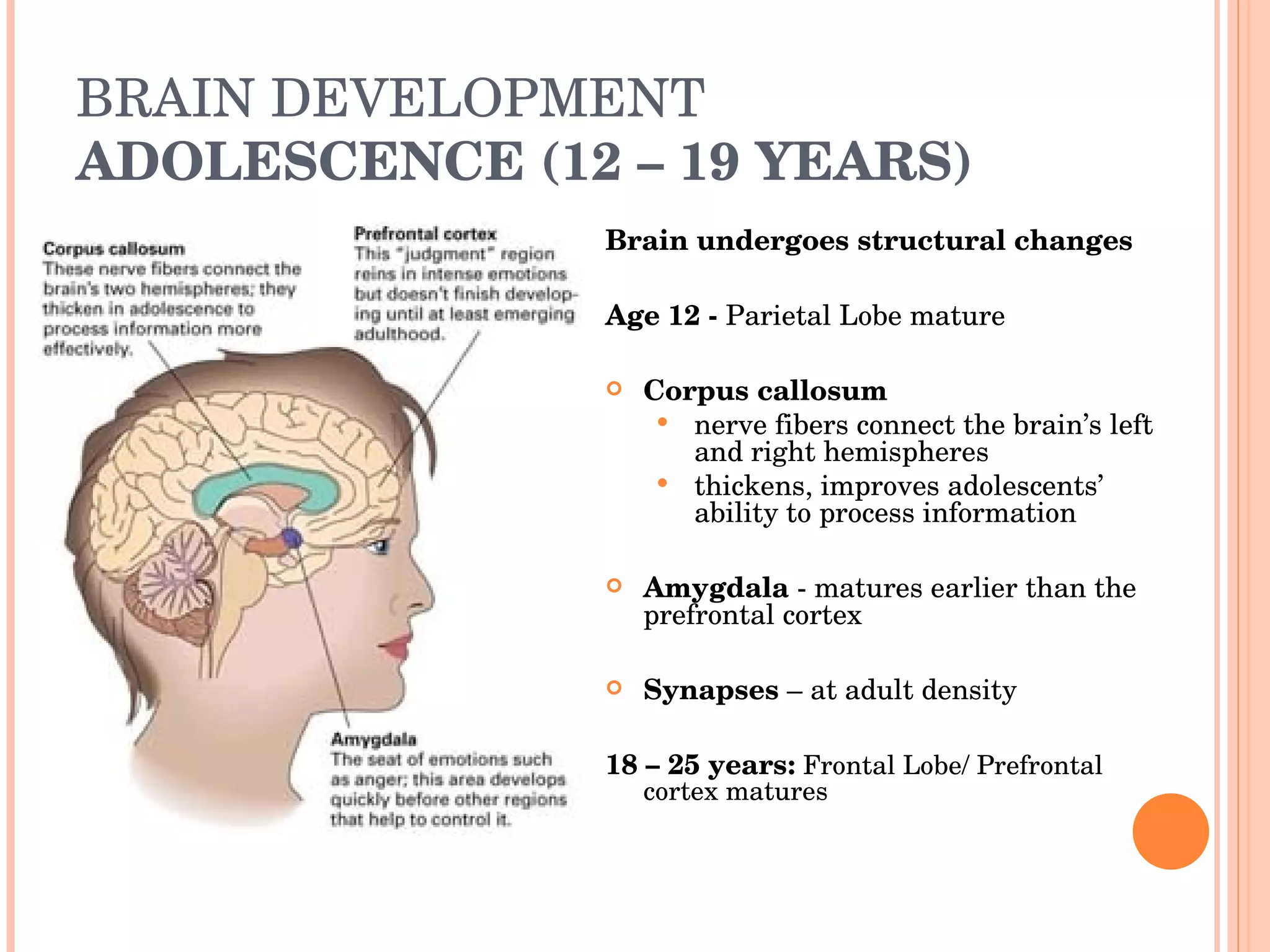 BRAIN DEVELOPMENT ADOLESCENCE (12 – 19 YEARS) Brain undergoes structural changes  Age 12 -  Parietal Lobe mature Corpus callosum nerve fibers connect the brain’s left and right hemispheres  thickens, improves adolescents’ ability to process information Amygdala  - matures earlier than the prefrontal cortex Synapses  – at adult density 18 – 25 years:  Frontal Lobe/ Prefrontal cortex matures 
