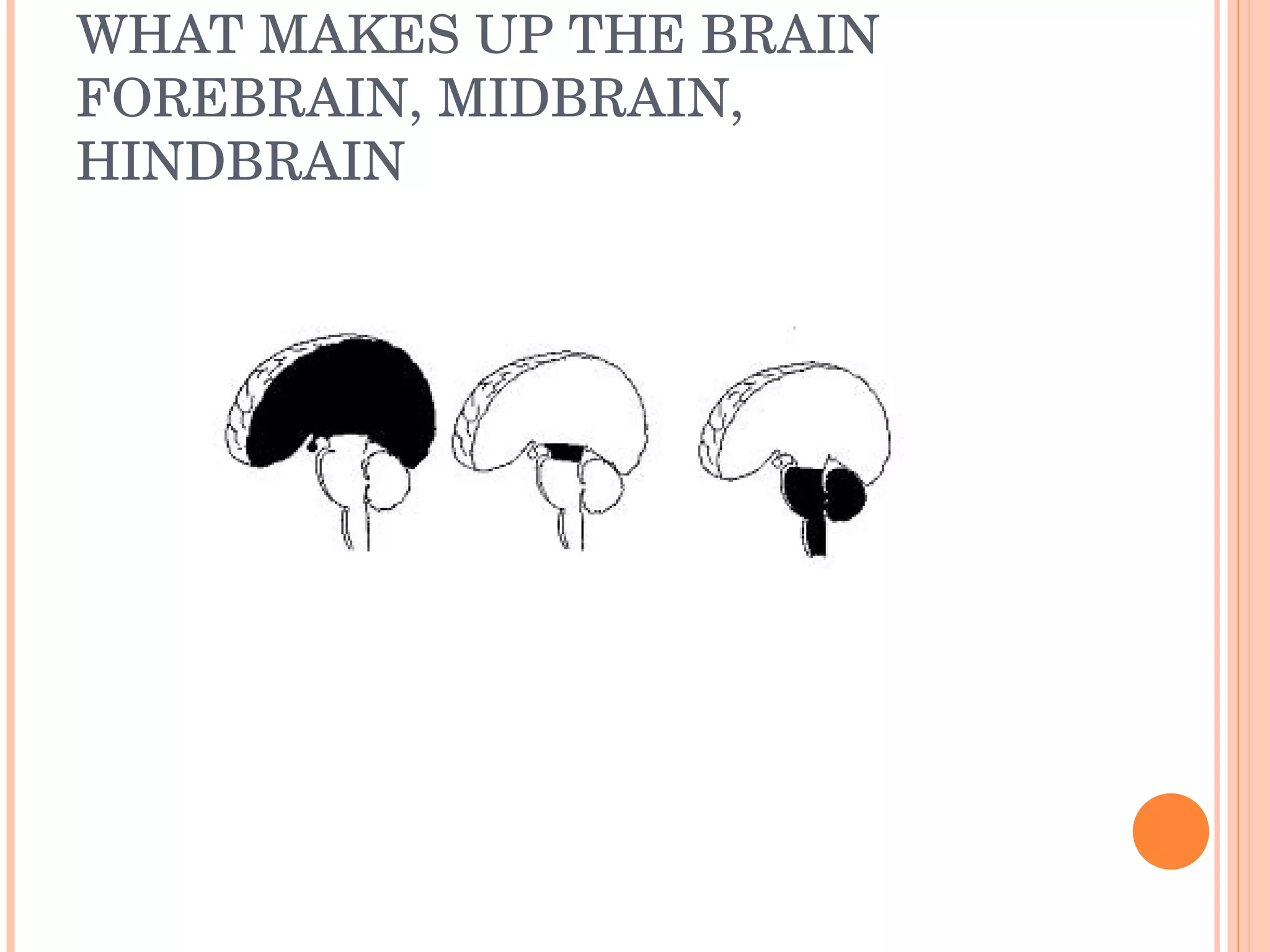 WHAT MAKES UP THE BRAIN FOREBRAIN, MIDBRAIN, HINDBRAIN 