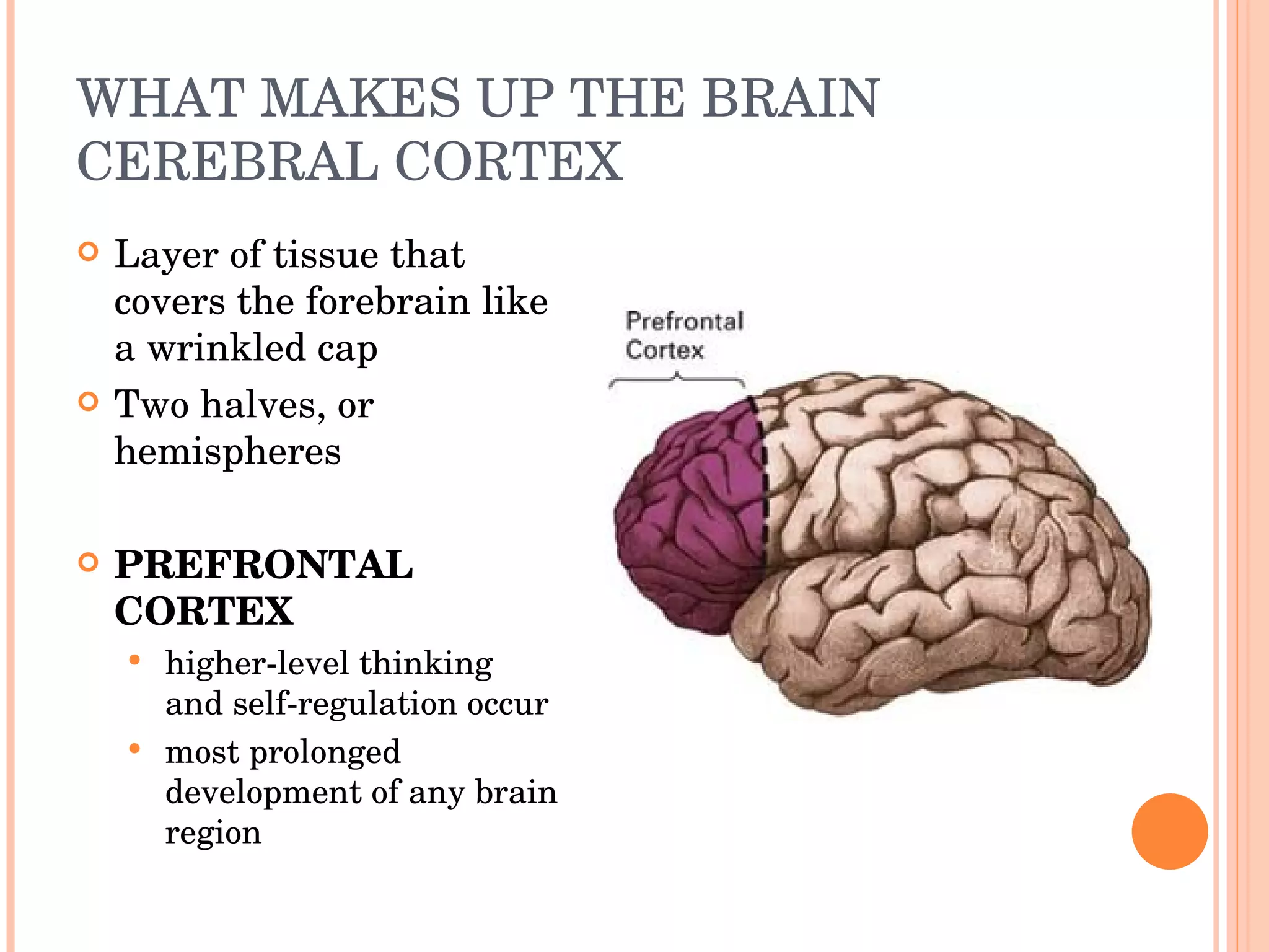 WHAT MAKES UP THE BRAIN CEREBRAL CORTEX Layer of tissue that covers the forebrain like a wrinkled cap Two halves, or hemispheres PREFRONTAL CORTEX higher-level thinking and self-regulation occur most prolonged development of any brain region 