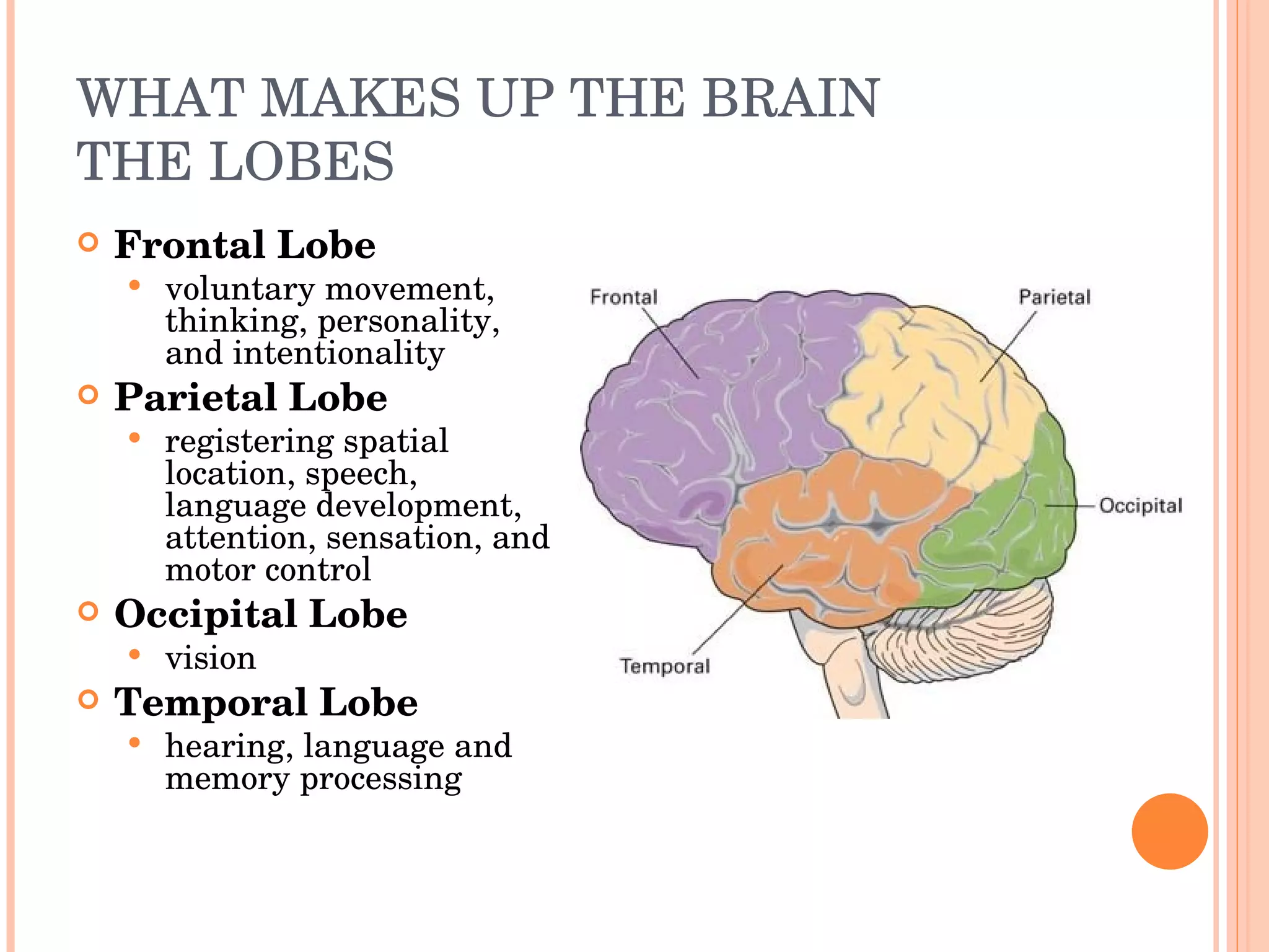 WHAT MAKES UP THE BRAIN THE LOBES Frontal Lobe voluntary movement, thinking, personality, and intentionality Parietal Lobe registering spatial location, speech, language development, attention, sensation, and motor control Occipital Lobe vision Temporal Lobe hearing, language and memory processing 