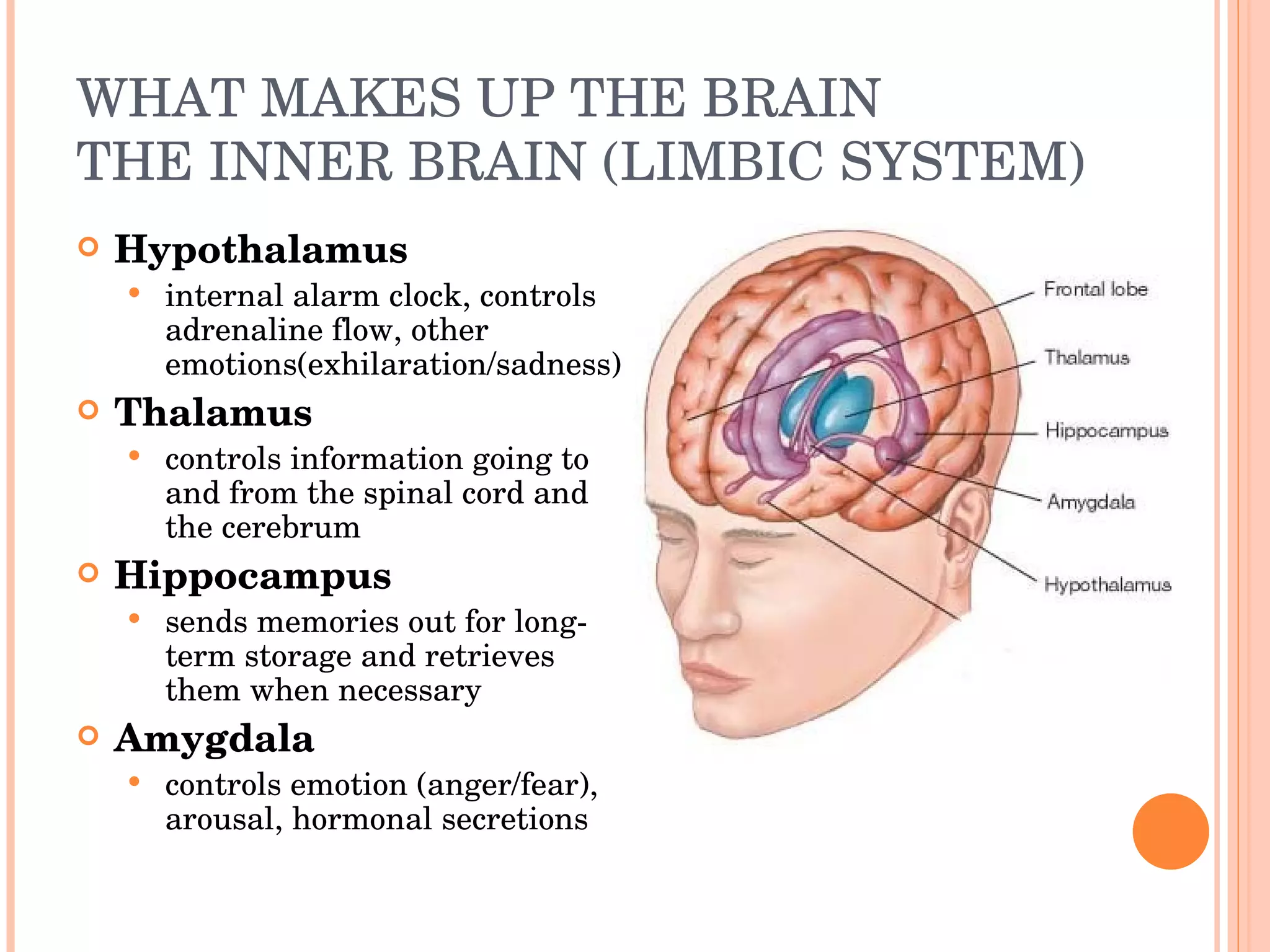 WHAT MAKES UP THE BRAIN THE INNER BRAIN (LIMBIC SYSTEM) Hypothalamus internal alarm clock, controls adrenaline flow, other emotions(exhilaration/sadness) Thalamus controls information going to and from the spinal cord and the cerebrum Hippocampus sends memories out for long-term storage and retrieves them when necessary Amygdala controls emotion (anger/fear), arousal, hormonal secretions 