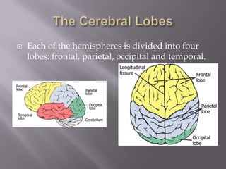 ?   Each of the hemispheres is divided into four
    lobes: frontal, parietal, occipital and temporal.
 