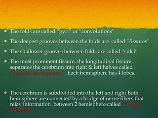Lobes of Cerebrum
 