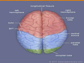 Lobes of Cerebrum
1. Frontal lobe: Most anterior portion of the cerebrum (under
forehead) “central sulcus” separate fronta...