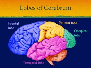  (3) Occipital lobe: The most posterior portion of the
cerebrum (back of the head),
• Receives input from the eyes & cont...