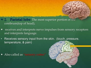 Functions of cerebrum:
 (1) Motor functions like control of voluntary movements.
 (2) sensory functions like perception ...