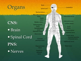 Organs
CNS:
 Brain
 Spinal Cord
PNS:
 Nerves
 