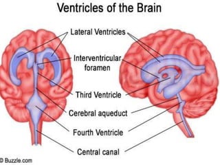 Parts of brain:
Cerebrum Cerebellum
Brain
stem
Diencephelon
(1)Medulla
(2)Pons
(3)Mid brain
(1) Thalamus
(2) Hypothalamus
...