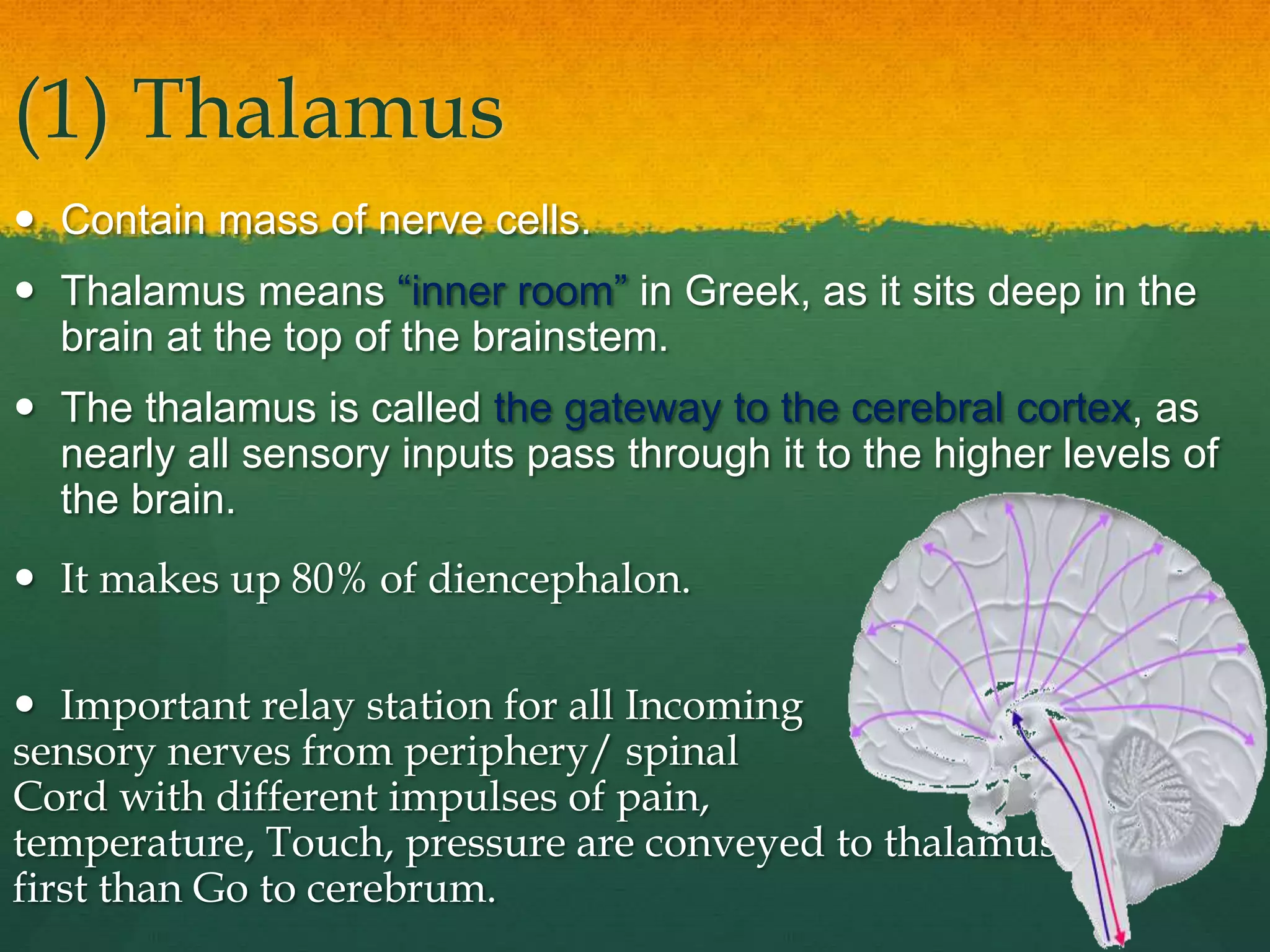 The human brain.pptx