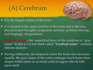 (A) Cerebrum
 It is the largest section of the brain
 It is located in the upper portion of the brain and is the area
that processes thoughts, judgment, memory, problem solving,
and language, imaginations.
 Cerebral cortex – the superficial layer of the cerebrum is “gray
mater” & this is 2-4 mm thick called “Cerebral cortex ” contains
billions neurons.
 During embryonic development when the brain size increases
rapidly, the gray mater of the cortex enlarges much faster than
deeper white mater so as result cortical region roles & fold
upon itself.
 