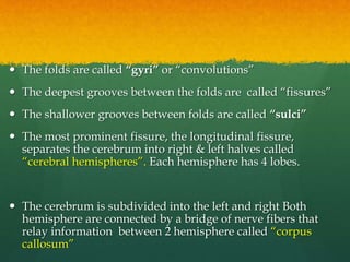  The folds are called “gyri” or “convolutions”
 The deepest grooves between the folds are called “fissures”
 The shallower grooves between folds are called “sulci”
 The most prominent fissure, the longitudinal fissure,
separates the cerebrum into right & left halves called
“cerebral hemispheres”. Each hemisphere has 4 lobes.
 The cerebrum is subdivided into the left and right Both
hemisphere are connected by a bridge of nerve fibers that
relay information between 2 hemisphere called “corpus
callosum”
 