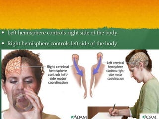  Left hemisphere controls right side of the body
 Right hemisphere controls left side of the body
 