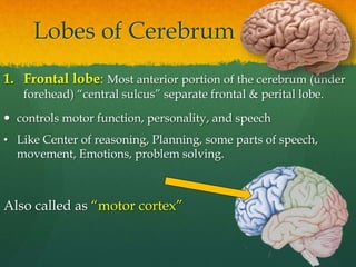 Lobes of Cerebrum
1. Frontal lobe: Most anterior portion of the cerebrum (under
forehead) “central sulcus” separate frontal & perital lobe.
 controls motor function, personality, and speech
• Like Center of reasoning, Planning, some parts of speech,
movement, Emotions, problem solving.
Also called as “motor cortex”
 