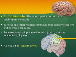  2. Parietal lobe: The most superior portion of the
cerebrum(top of head),
 receives and interprets nerve impulses from sensory receptors
and interprets language.
• Receives sensory input from the skin. (touch, pressure,
temperature, & pain)
 Also called as “sensory cortex”
 