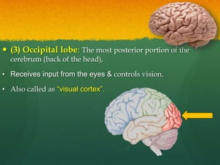  (3) Occipital lobe: The most posterior portion of the
cerebrum (back of the head),
• Receives input from the eyes & controls vision.
• Also called as “visual cortex”.
 