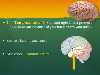  4. Temporal lobe: The left and right lateral portion of
the cerebrum(on the sides of your head above your ears),
 controls hearing and smell
 Also called “Auditory cortex”
 