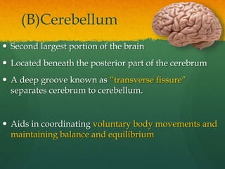 (B)Cerebellum
 Second largest portion of the brain
 Located beneath the posterior part of the cerebrum
 A deep groove known as “transverse fissure”
separates cerebrum to cerebellum.
 Aids in coordinating voluntary body movements and
maintaining balance and equilibrium
 