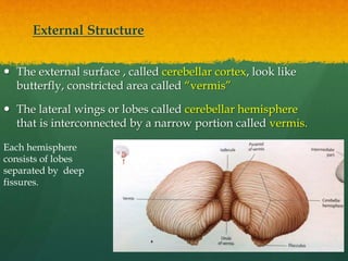 External Structure
 The external surface , called cerebellar cortex, look like
butterfly, constricted area called “vermis”
 The lateral wings or lobes called cerebellar hemisphere
that is interconnected by a narrow portion called vermis.
Each hemisphere
consists of lobes
separated by deep
fissures.
 