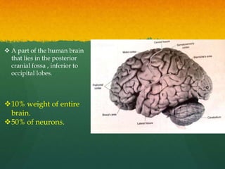  A part of the human brain
that lies in the posterior
cranial fossa , inferior to
occipital lobes.
10% weight of entire
brain.
50% of neurons.
 