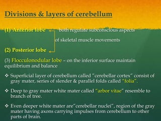 Divisions & layers of cerebellum
(1) Anterior lobe both regulate subconscious aspects
of skeletal muscle movements
(2) Posterior lobe
(3) Flocculonodular lobe – on the inferior surface maintain
equilibrium and balance
 Superficial layer of cerebellum called ”cerebellar cortex” consist of
gray mater, series of slender & parallel folds called “folia”.
 Deep to gray mater white mater called “arbor vitae” resemble to
branch of tree.
 Even deeper white mater are”cerebellar nuclei”, region of the gray
mater having axons carrying impulses from cerebellum to other
parts of brain.
 
