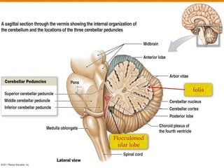 Flocculonod
ular lobe
folia
 