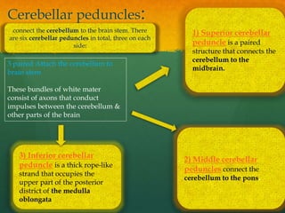 Cerebellar peduncles:
3) Inferior cerebellar
peduncle is a thick rope-like
strand that occupies the
upper part of the posterior
district of the medulla
oblongata
2) Middle cerebellar
peduncles connect the
cerebellum to the pons.
1) Superior cerebellar
peduncle is a paired
structure that connects the
cerebellum to the
midbrain.
3 paired Attach the cerebellum to
brain stem
These bundles of white mater
consist of axons that conduct
impulses between the cerebellum &
other parts of the brain
connect the cerebellum to the brain stem. There
are six cerebellar peduncles in total, three on each
side:
 