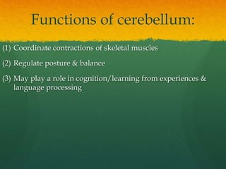 Functions of cerebellum:
(1) Coordinate contractions of skeletal muscles
(2) Regulate posture & balance
(3) May play a role in cognition/learning from experiences &
language processing
 