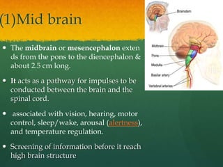 (1)Mid brain
 The midbrain or mesencephalon exten
ds from the pons to the diencephalon &
about 2.5 cm long.
 It acts as a pathway for impulses to be
conducted between the brain and the
spinal cord.
 associated with vision, hearing, motor
control, sleep/wake, arousal (alertness),
and temperature regulation.
 Screening of information before it reach
high brain structure
 