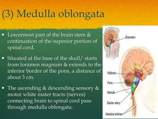 (3) Medulla oblongata
 Lowermost part of the brain stem &
continuation of the superior portion of
spinal cord.
 Situated at the base of the skull/ starts
from foramen magnum & extends to the
inferior border of the pons, a distance of
about 3 cm.
 The ascending & descending sensory &
motor white mater tracts (nerves)
connecting brain to spinal cord pass
through medulla oblongata.
 