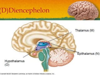 (D)Diencephelon
 