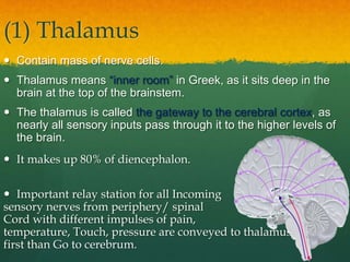 (1) Thalamus
 Contain mass of nerve cells.
 Thalamus means “inner room” in Greek, as it sits deep in the
brain at the top of the brainstem.
 The thalamus is called the gateway to the cerebral cortex, as
nearly all sensory inputs pass through it to the higher levels of
the brain.
 It makes up 80% of diencephalon.
 Important relay station for all Incoming
sensory nerves from periphery/ spinal
Cord with different impulses of pain,
temperature, Touch, pressure are conveyed to thalamus
first than Go to cerebrum.
 