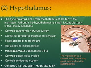 (2) Hypothalamus:
 The hypothalamus sits under the thalamus at the top of the
brainstem. Although the hypothalamus is small, it controls many
critical bodily functions:
• Controls autonomic nervous system
• Center for emotional response and behavior
• Regulates body temperature
• Regulates food intake(appetite)
• Regulates water balance and thirst
• Controls sleep-wake cycles
• Controls endocrine system
• Controls CVS regulation- Heart rate & BP
The hypothalamus is
shaded blue. The pituitary
gland extends from the
hypothalamus.
 