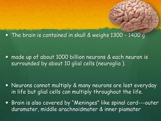  The brain is contained in skull & weighs 1300 - 1400 g
 made up of about 1000 billion neurons & each neuron is
surrounded by about 10 glial cells (neuroglia ).
 Neurons cannot multiply & many neurons are lost everyday
in life but glial cells can multiply throughout the life.
 Brain is also covered by “Meninges” like spinal cord---outer
duramater, middle arachnoidmater & inner piamater
 